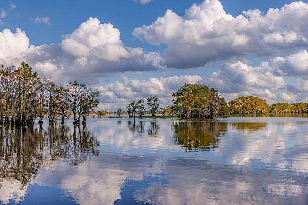 Jones, Adam 아티스트의 Bald cypress trees in autumn reflected on lake Caddo Lake-Uncertain-Texas작품입니다.
